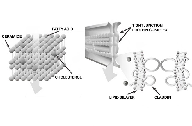 Digital render diagram of the Lipid Matrix.